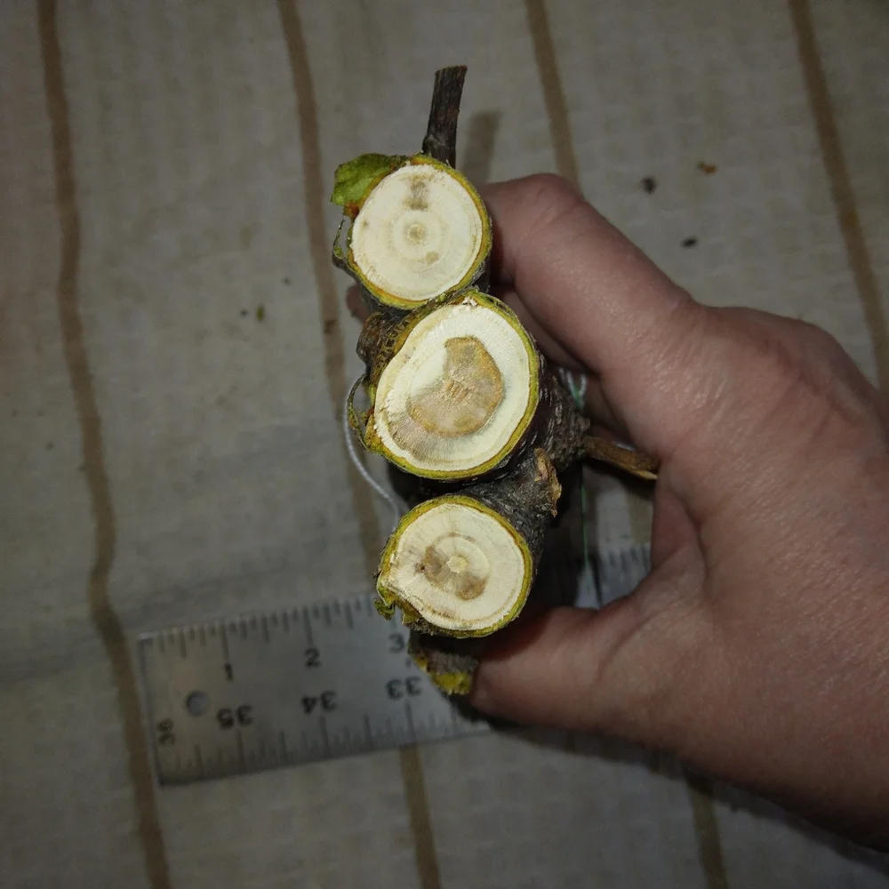 Peach Tree Branches for Crafting Isopods Reptiles Terarrium Jararrium Vivarium